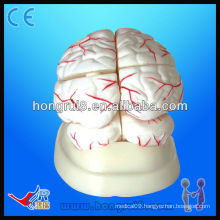 High quality medical anatomical model of human brain and brain artery Human Brain Model